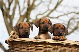 RODESIAN RIDGEBACK 209